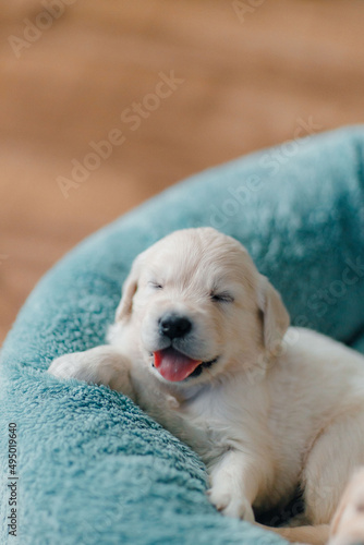 Fototapeta Naklejka Na Ścianę i Meble -  cute and funny golden retriever puppies explore the world, eat and sleep