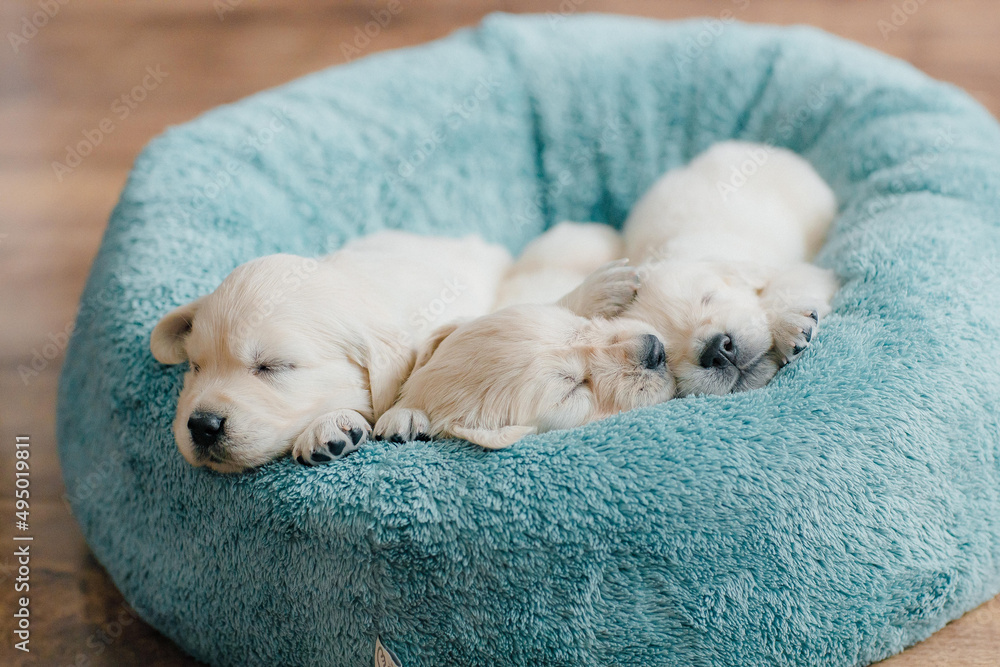 cute and funny golden retriever puppies explore the world, eat and sleep cute and funny golden retriever puppies explore the world, eat and sleep