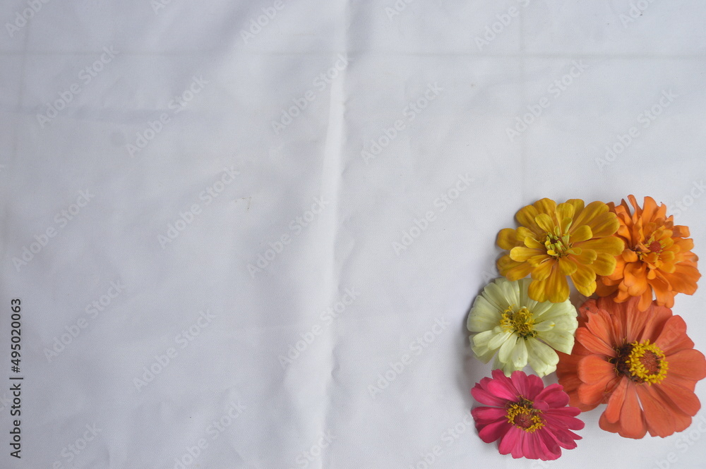 zinnia flower blooming on a white background. zinnia flower blooming on a white background.