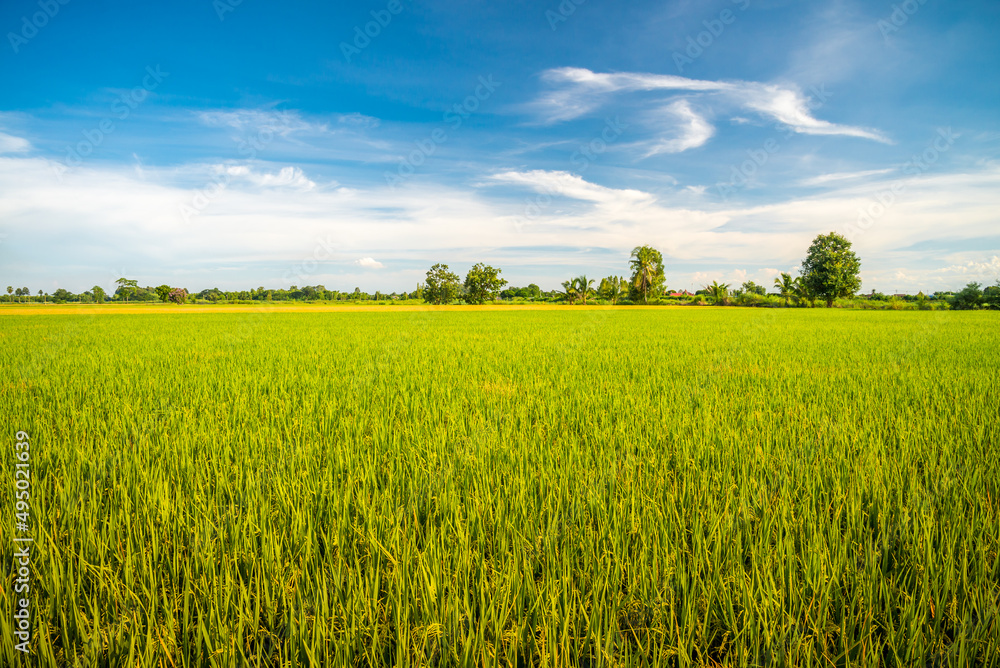 Beautiful rice fields in the countryside of Thailand. Nature landscape, agriculture industry concept. Beautiful rice fields in the countryside of Thailand. Nature landscape, agriculture industry concept.