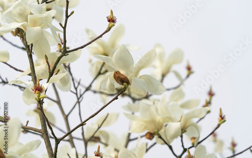 Blossoming of magnolia white flowers in spring time, natural seasonal background