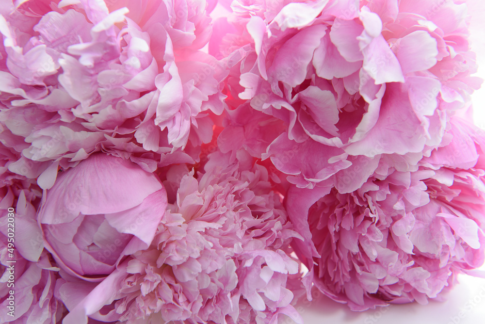 Close up of  pile of pink hydrangea