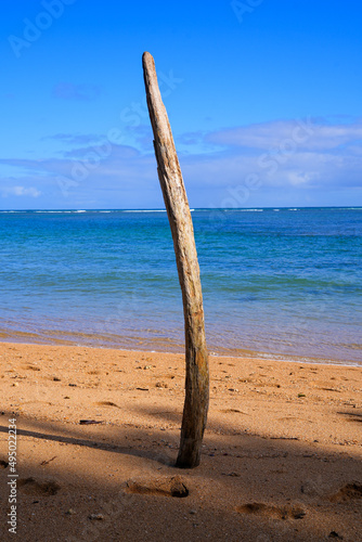 Lonely bare trunk on Anini Beach on the North Shore of Kauai island in Hawaii, United States photo