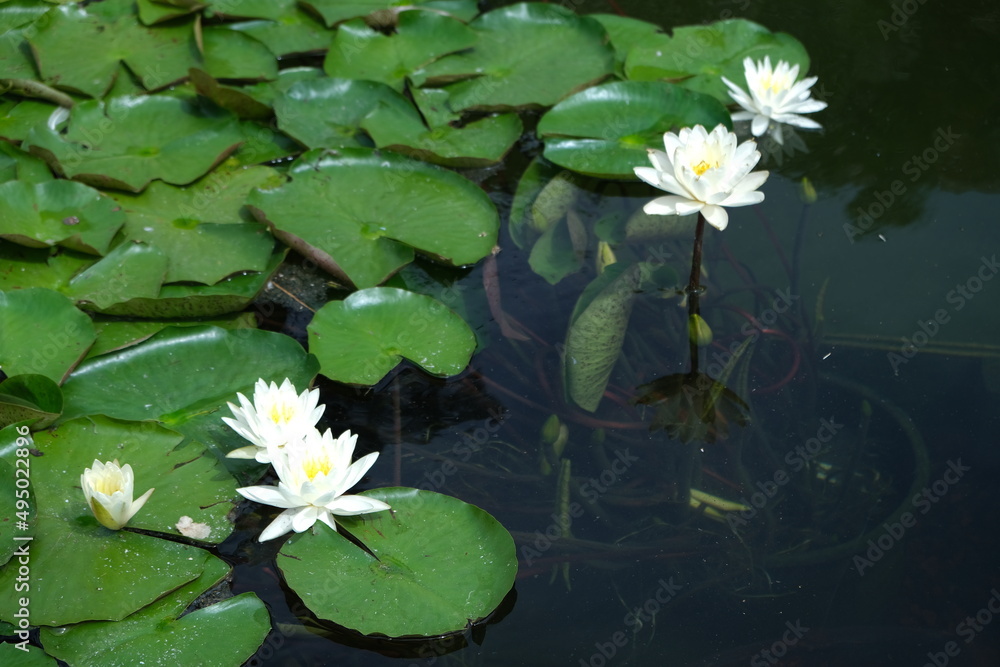 Lotus pond with white flowers and water. Image beautiful animal, image beautiful landscape Lotus pond with white flowers and water. Image beautiful animal, image beautiful landscape