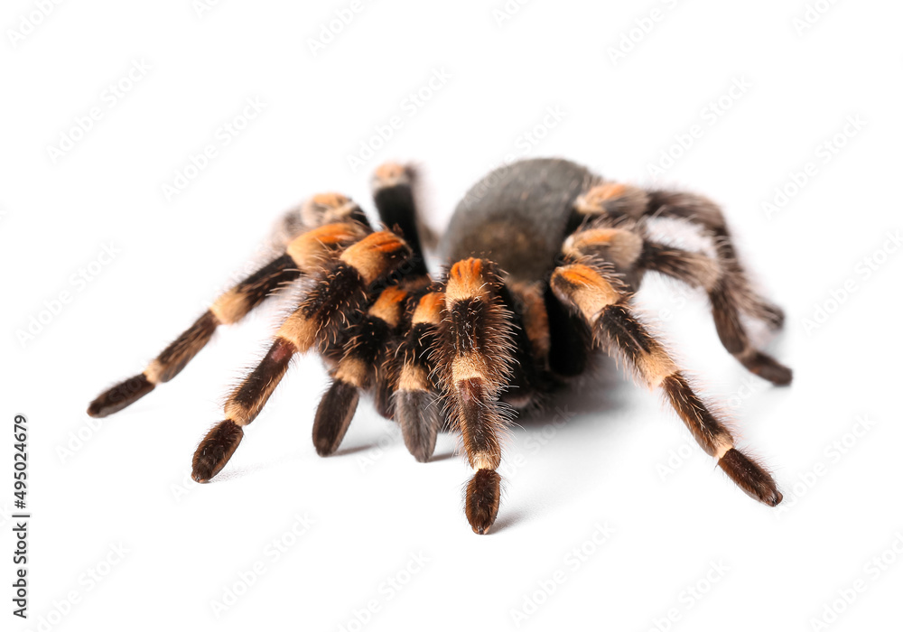Scary tarantula spider on white background Scary tarantula spider on white background
