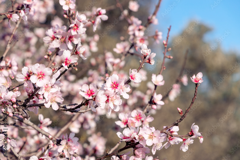 Blossoming of pink and purple spring almond tree flowers on blue sky background, nature concept. Blossoming of pink and purple spring almond tree flowers on blue sky background, nature concept.