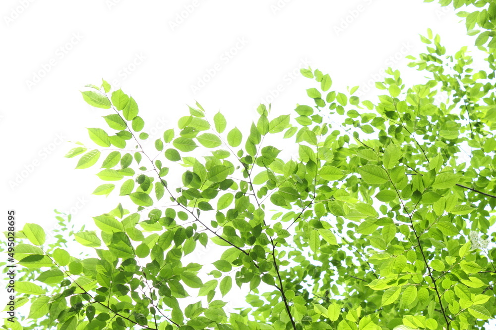 新緑 新緑