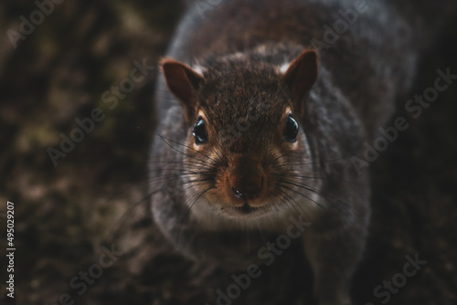 English grey squirrel in the park © Boys in Bristol