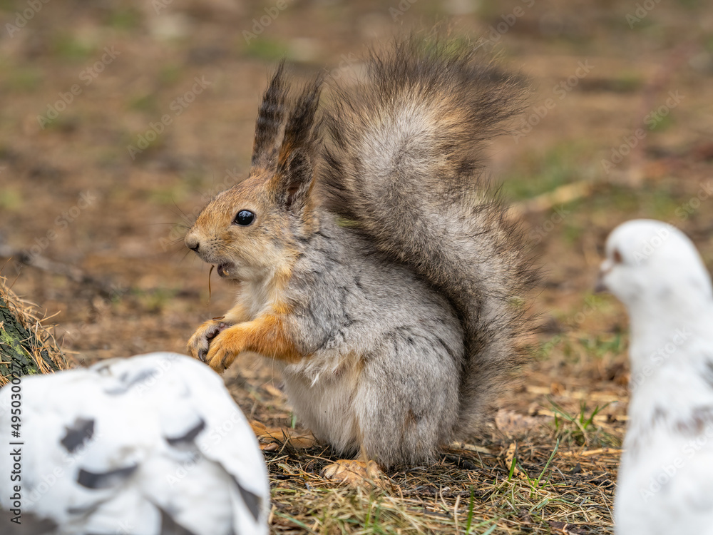 Squirrel in autumn or spring with nut on the green grass with fallen yellow leaves Squirrel in autumn or spring with nut on the green grass with fallen yellow leaves