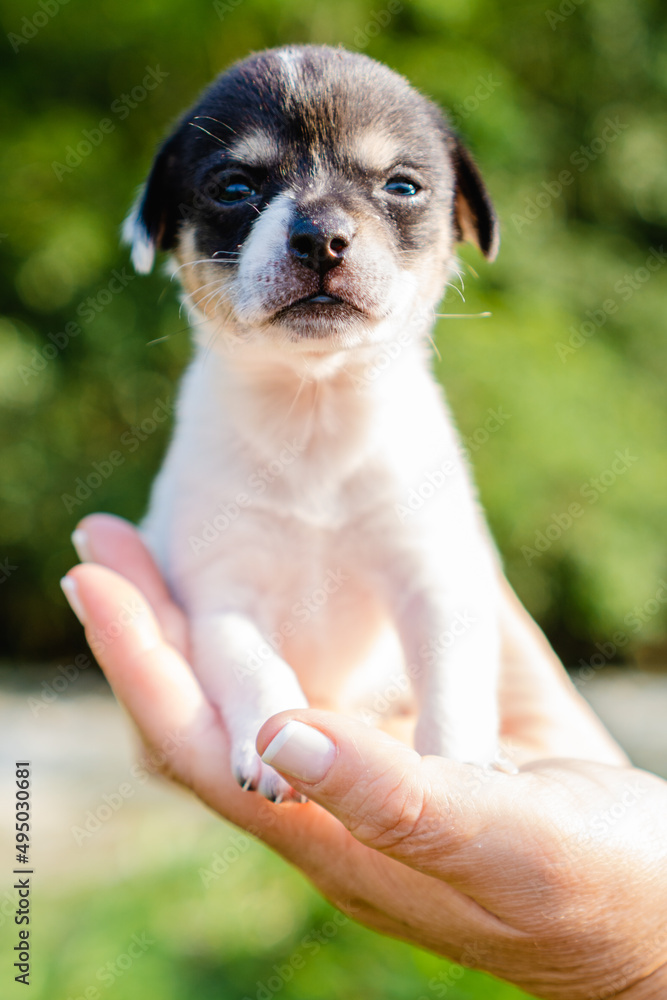 puppy in the hands of an unrecognizable person looking at the camera, rescued and adopted. vertical photo puppy in the hands of an unrecognizable person looking at the camera, rescued and adopted. vertical photo
