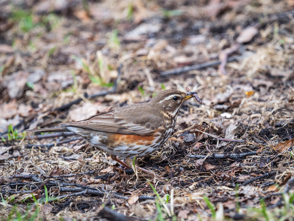 Fototapeta premium Redwing, Turdus iliacus, with worm in beak. Wood bird Redwing on a sprng lawn.