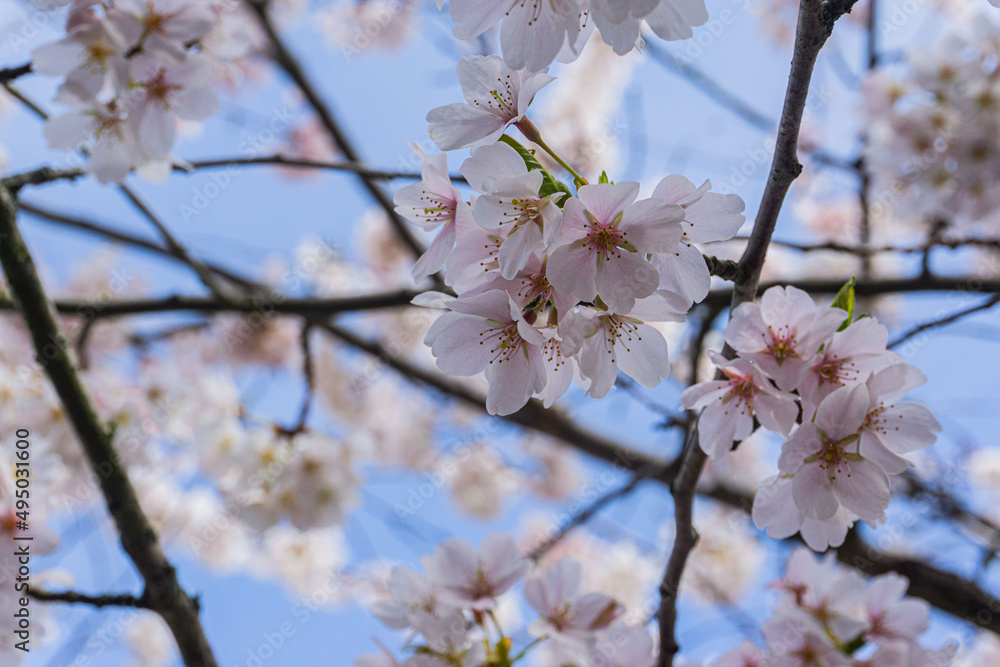 White flowers with pink centers and brown branches all over the place in the background. White flowers with pink centers and brown branches all over the place in the background.
