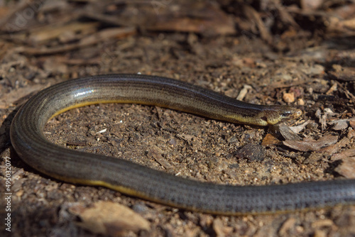Limbless Snake-Tooth Skink (Atherton Tablelands, Queensland, Australia)