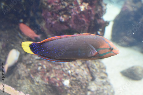 wrasse Coris gaimard fish swimming in front of coral reef adults