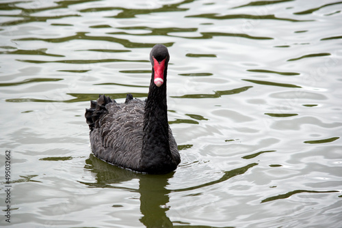the black swan is swimming in a lake