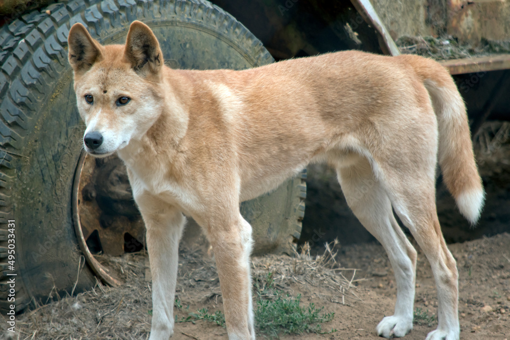 the golden dingo is a dangerous wild Australian dog