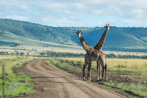 Fototapeta Naklejka Na Ścianę i Meble -  Maasai Giraffes Necking in Maasai Mara National Reserve, Kenya.