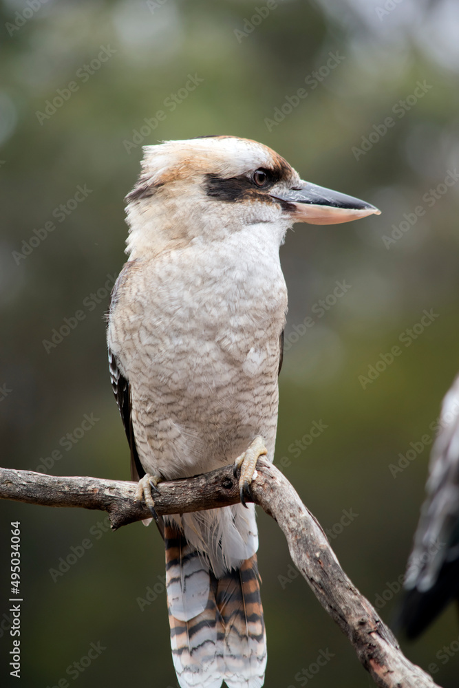 Fototapeta premium this is a close up of a laughing kookaburra