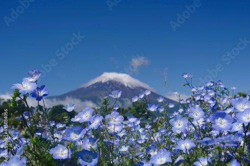 春の富士山