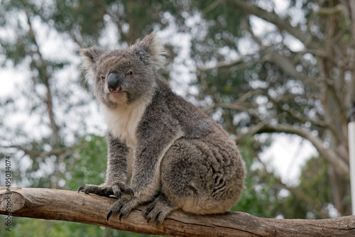 Fototapeta Naklejka Na Ścianę i Meble -  the koala is an australian marsupial that only eats gum leaves