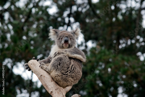 Fototapeta Naklejka Na Ścianę i Meble -  the koala is at the top of the tree, the koala is a marsupial