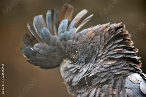 this is a close up of a red tailed black cockatoo photo