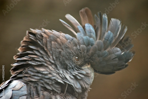 this is a close up of a red tailed black cockatoo