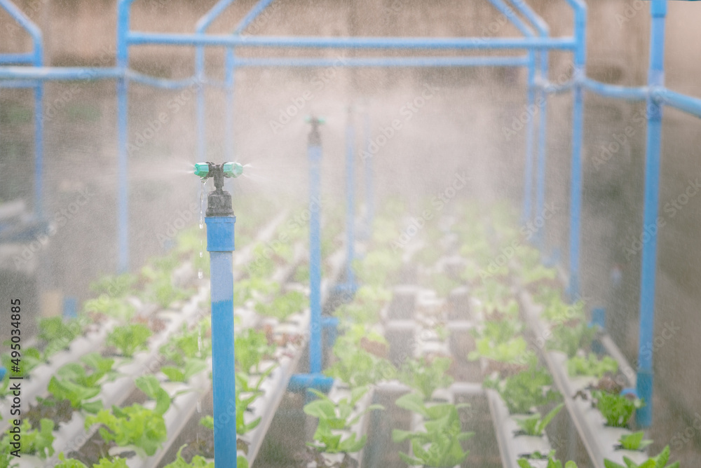 Water sprinkler system working in hydroponics vegetable farm. Selective focus.