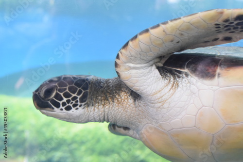 hawaiian green sea turtle swimming at the maui ocean center