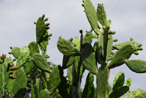 Opuntia cochenillifera (Also called Warm hand, nopal cactus) with a natural background. Opuntia cochenillifera is one of cactus species photo