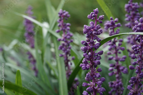 close up of lavender