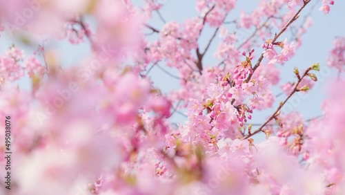 Wallpaper Mural Cherry blossoms in full bloom under the blue sky in spring, Sakura flower, Nature or environment background Torontodigital.ca