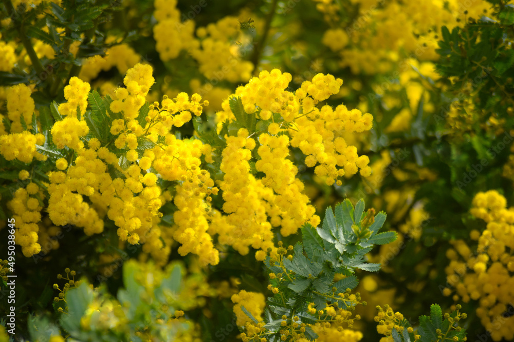 庭の黄色いミモザの花のクローズアップ 庭の黄色いミモザの花のクローズアップ