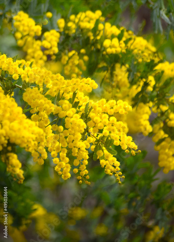 庭の黄色いミモザの花のクローズアップ