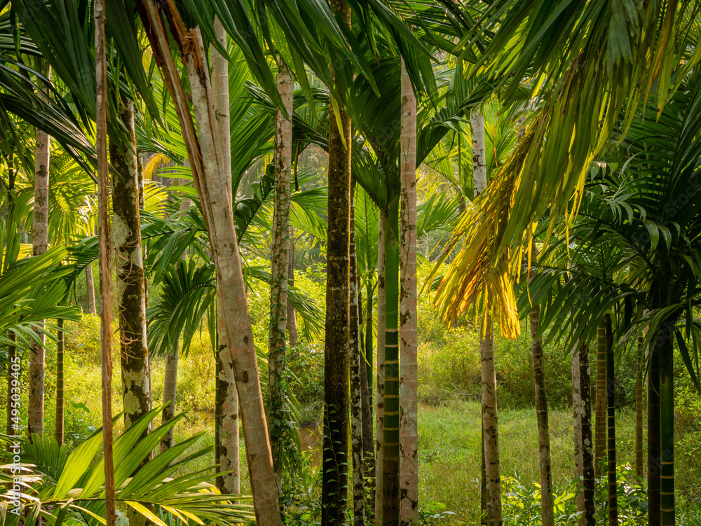 Naklejka premium Background of Bamboo trees.
