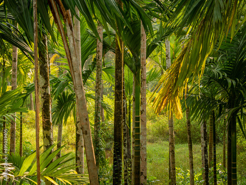 Background of Bamboo trees. photo