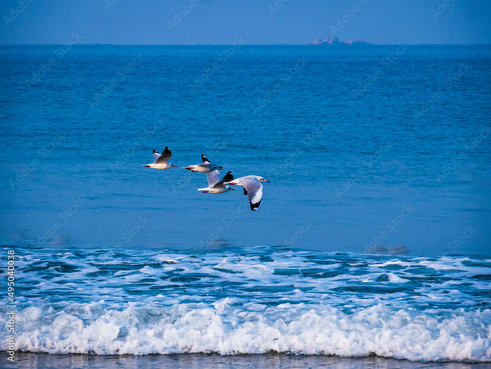 Seagulls flying above blue  Arabian sea