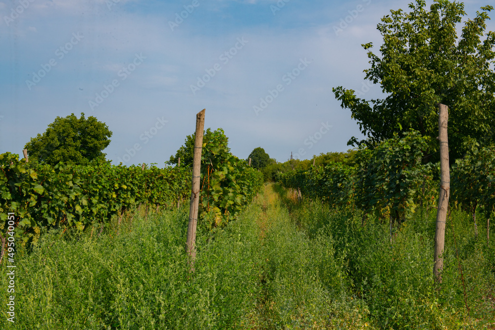 big field with vineyards in summer in georgia big field with vineyards in summer in georgia
