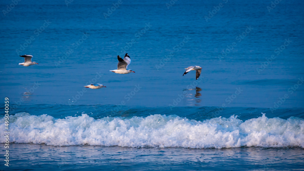 Seagulls flying above blue  Arabian sea