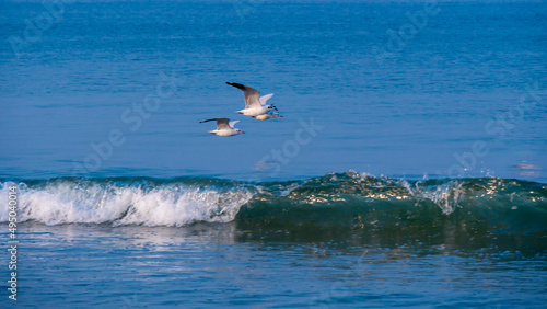 Seagulls  flying above blue   Arabian sea