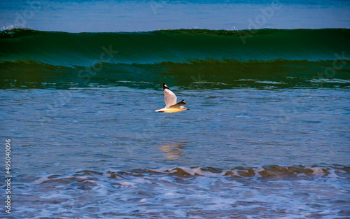 Seagulls flying above blue  Arabian sea photo