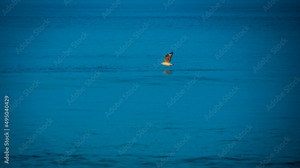 Fototapeta premium Seagulls&nbsp;flying above blue&nbsp; Arabian sea at Tarkarli