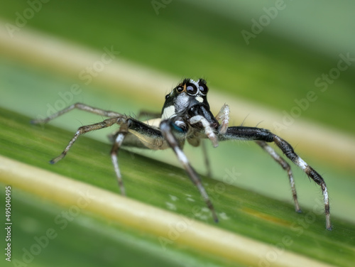 jumping spider on the palm leaf