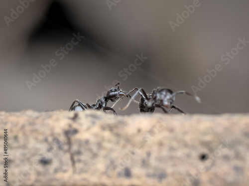 little black garden ant bites another ant's leg © abdul