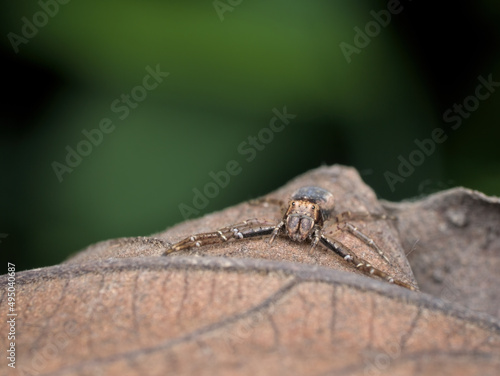 brown crab spider camouflage on the dried leaf