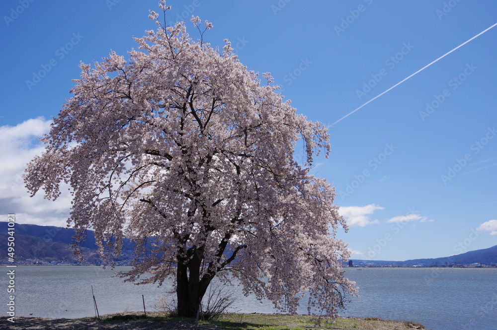 孤高の一本桜