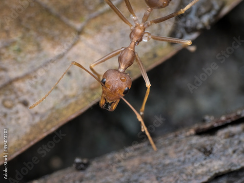 closeup asian weaver ant on the wet dried leaf © abdul