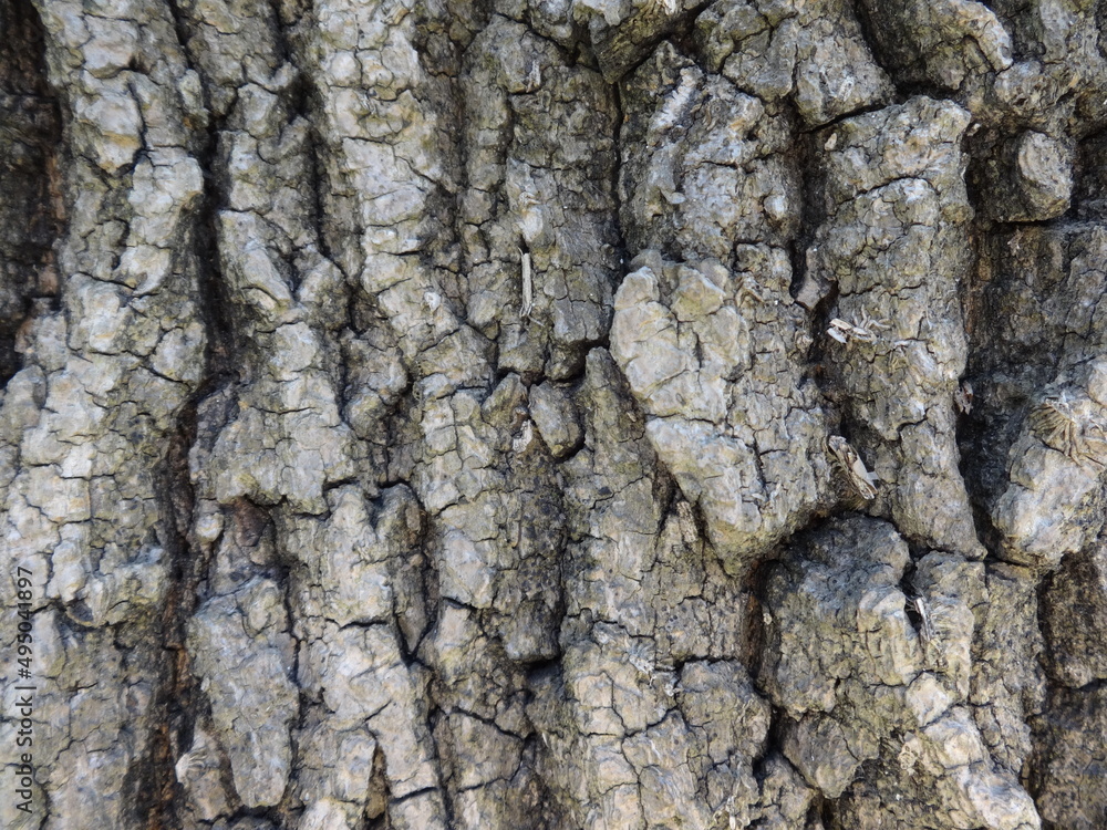 Old Tree Bark Old Tree Bark