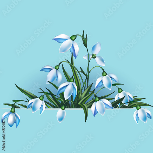 Snowdrops with horizontal banner. Illustration of spring snowdrop flowers with horizontal banner 