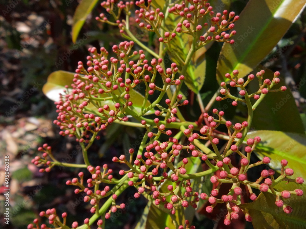 Green Plant with Red Ball Fruits